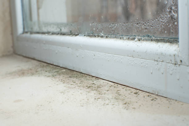  San Antonio, TX Mold Removal Pros